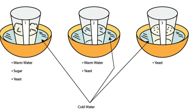 Growing Yeast